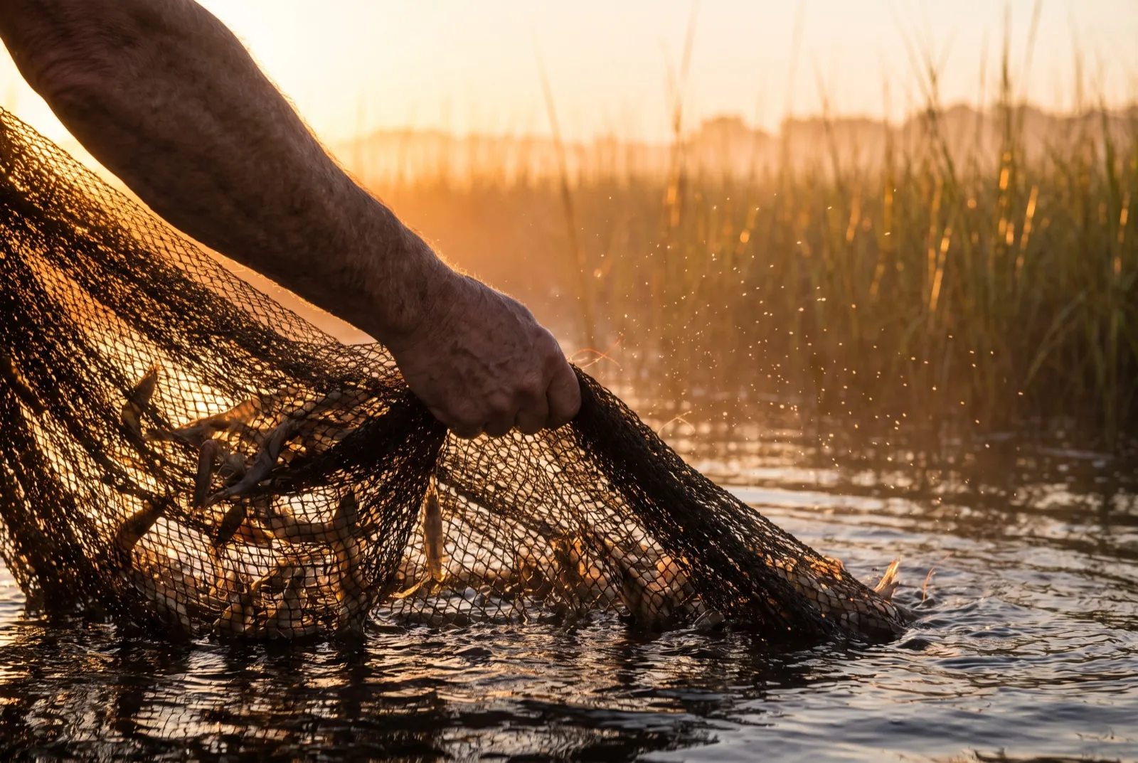 Hands pulling a cast net full of shrimp from the marsh at sunrise